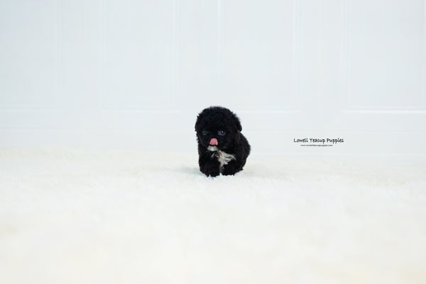 Teacup Poodle Female [Becca] - Lowell Teacup Puppies inc