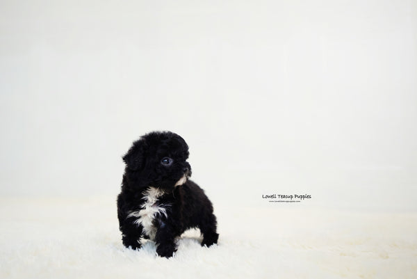 Teacup Poodle Female [Becca] - Lowell Teacup Puppies inc