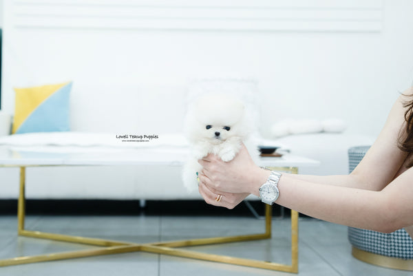 Teacup Pomeranian Male [Bono] - Lowell Teacup Puppies inc