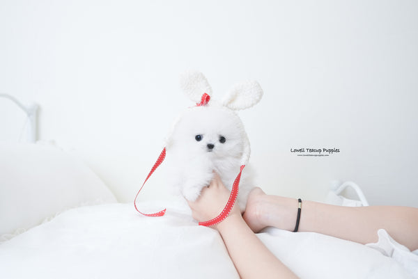 Teacup Pomeranian Female [Amy] - Lowell Teacup Puppies inc