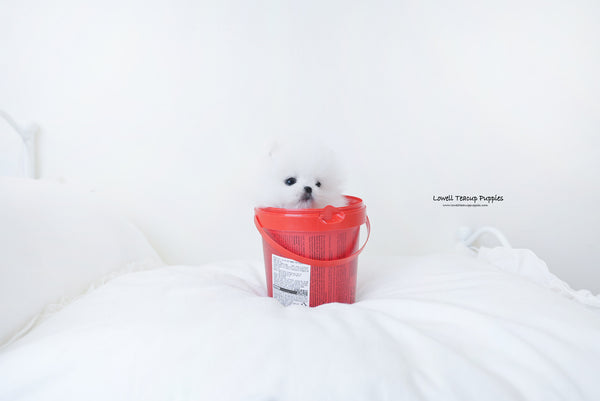 Teacup Pomeranian Female [Amy] - Lowell Teacup Puppies inc