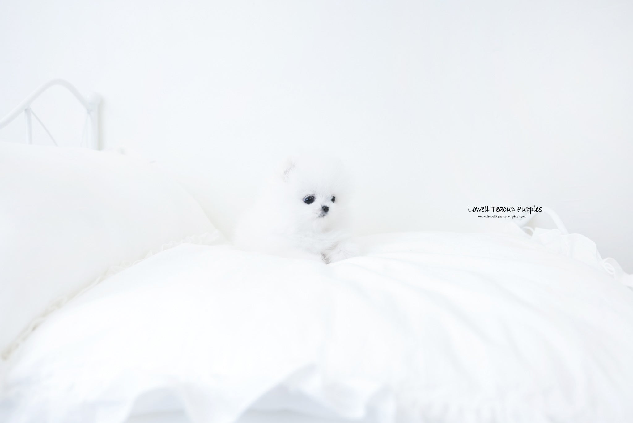 Teacup Pomeranian Female [Amy] - Lowell Teacup Puppies inc