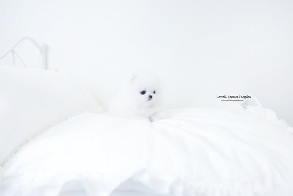 Teacup Pomeranian Female [Amy] - Lowell Teacup Puppies inc