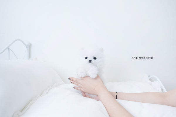 Teacup Pomeranian Female [Amy] - Lowell Teacup Puppies inc