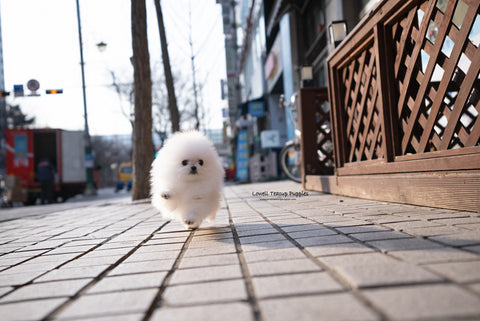 Teacup Pomeranian Male [Asher] - Lowell Teacup Puppies inc