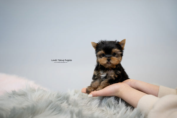 Teacup Yorkie Female [Fanny] - Lowell Teacup Puppies inc