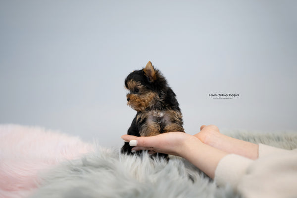 Teacup Yorkie Female [Fanny] - Lowell Teacup Puppies inc