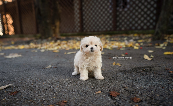 Teacup Maltipoo Female [Vivian] - Lowell Teacup Puppies inc