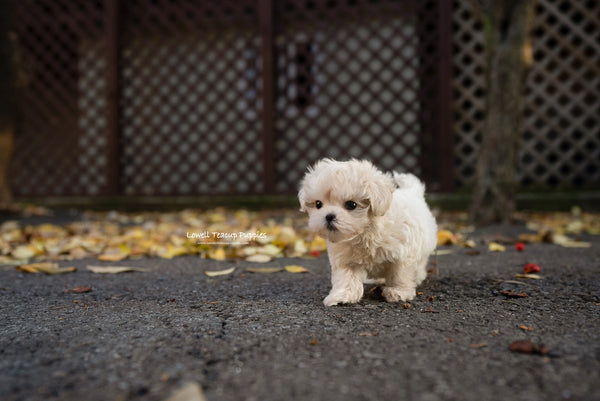 Teacup Maltipoo Female [Vivian] - Lowell Teacup Puppies inc