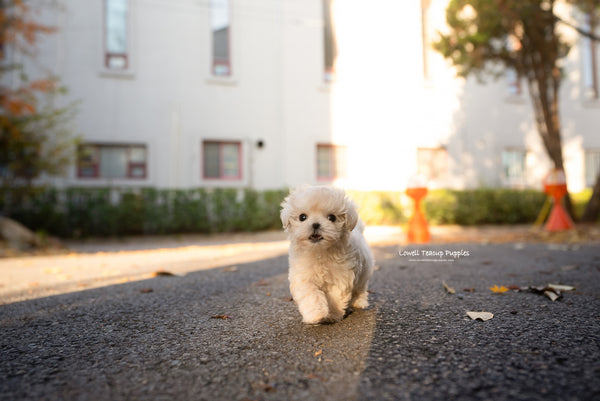 Teacup Maltipoo Female [Vivian] - Lowell Teacup Puppies inc