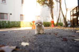 Teacup Maltipoo Female [Vivian] - Lowell Teacup Puppies inc