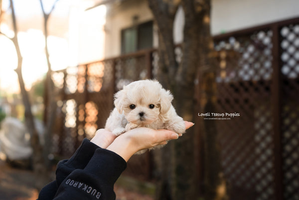 Teacup Maltipoo Female [Vivian] - Lowell Teacup Puppies inc