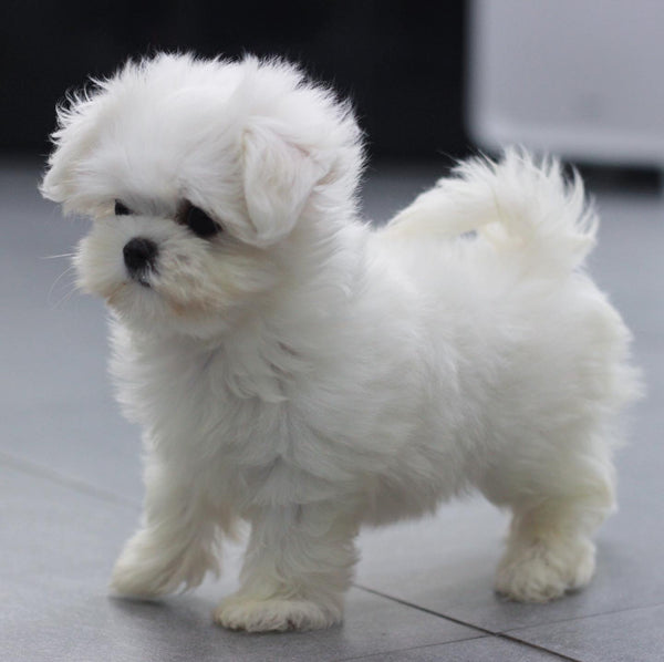 Teacup maltese Female [Mia] - Lowell Teacup Puppies inc