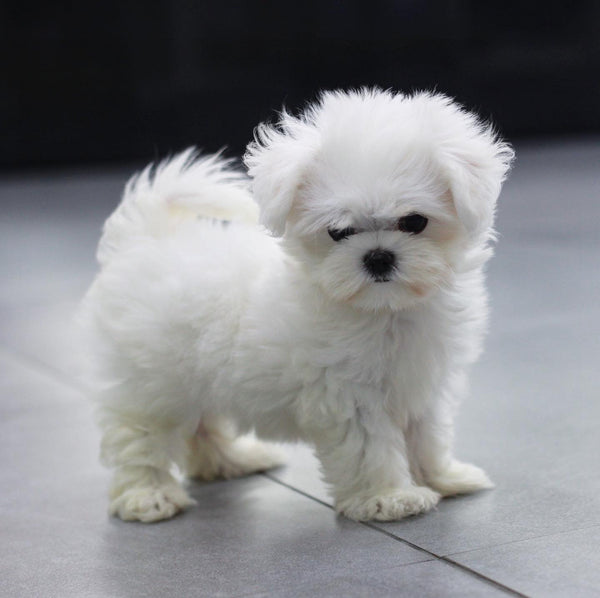 Teacup maltese Female [Mia] - Lowell Teacup Puppies inc