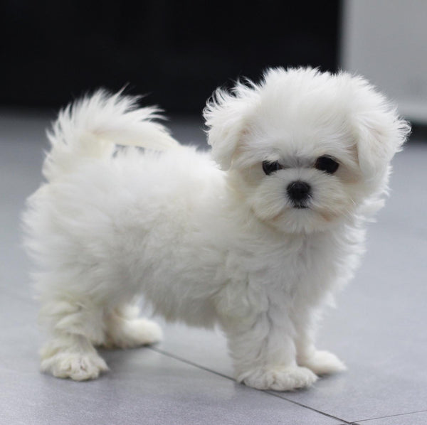 Teacup maltese Female [Mia] - Lowell Teacup Puppies inc