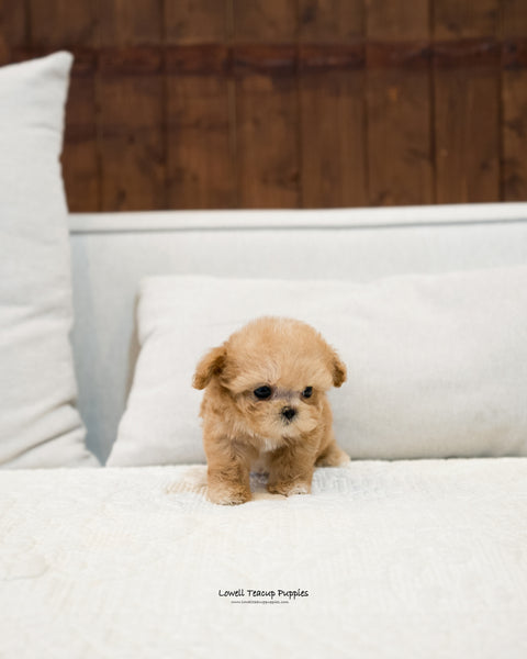 Teacup Maltipoo Male [Martin] - Lowell Teacup Puppies inc