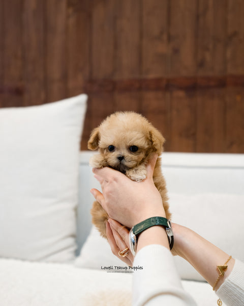 Teacup Maltipoo Male [Martin] - Lowell Teacup Puppies inc