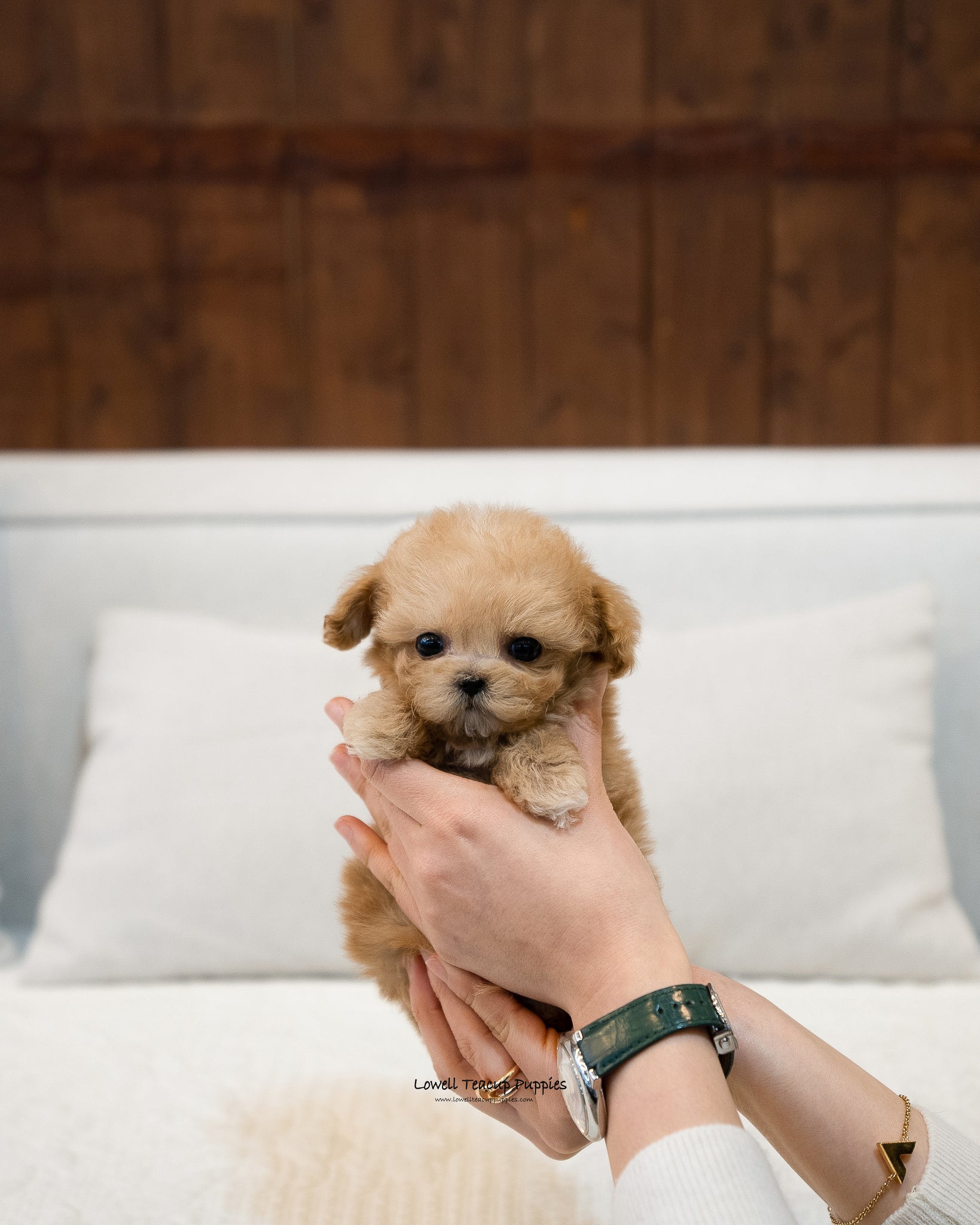 Teacup Maltipoo Male [Martin] - Lowell Teacup Puppies inc