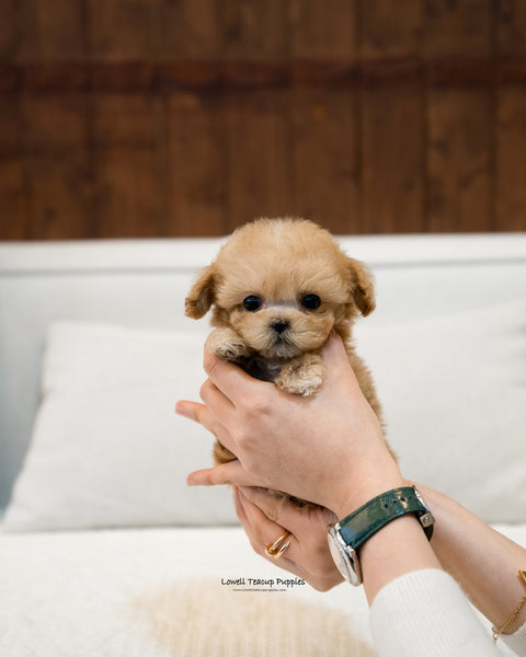 Teacup Maltipoo Male [Martin] - Lowell Teacup Puppies inc