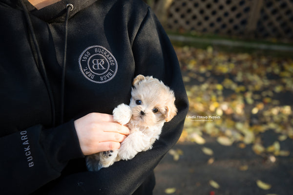 Teacup Maltipoo Female [Juliette] - Lowell Teacup Puppies inc