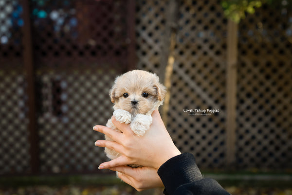 Teacup Maltipoo Female [Juliette] - Lowell Teacup Puppies inc