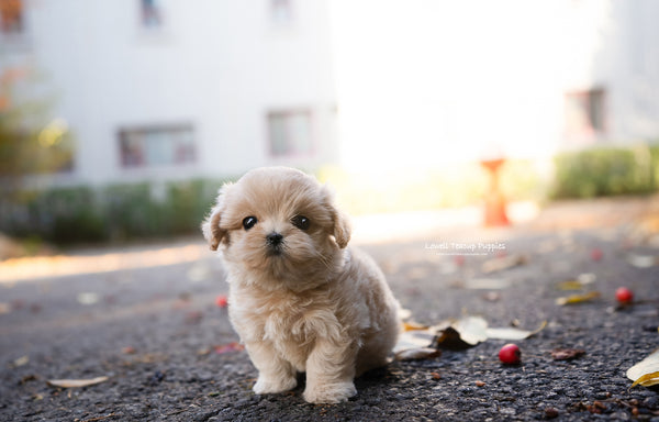 Teacup Maltipoo Female [Juliette] - Lowell Teacup Puppies inc