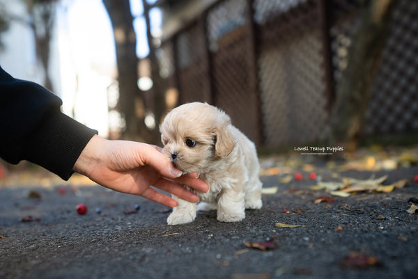 Teacup Maltipoo Female [Juliette] - Lowell Teacup Puppies inc