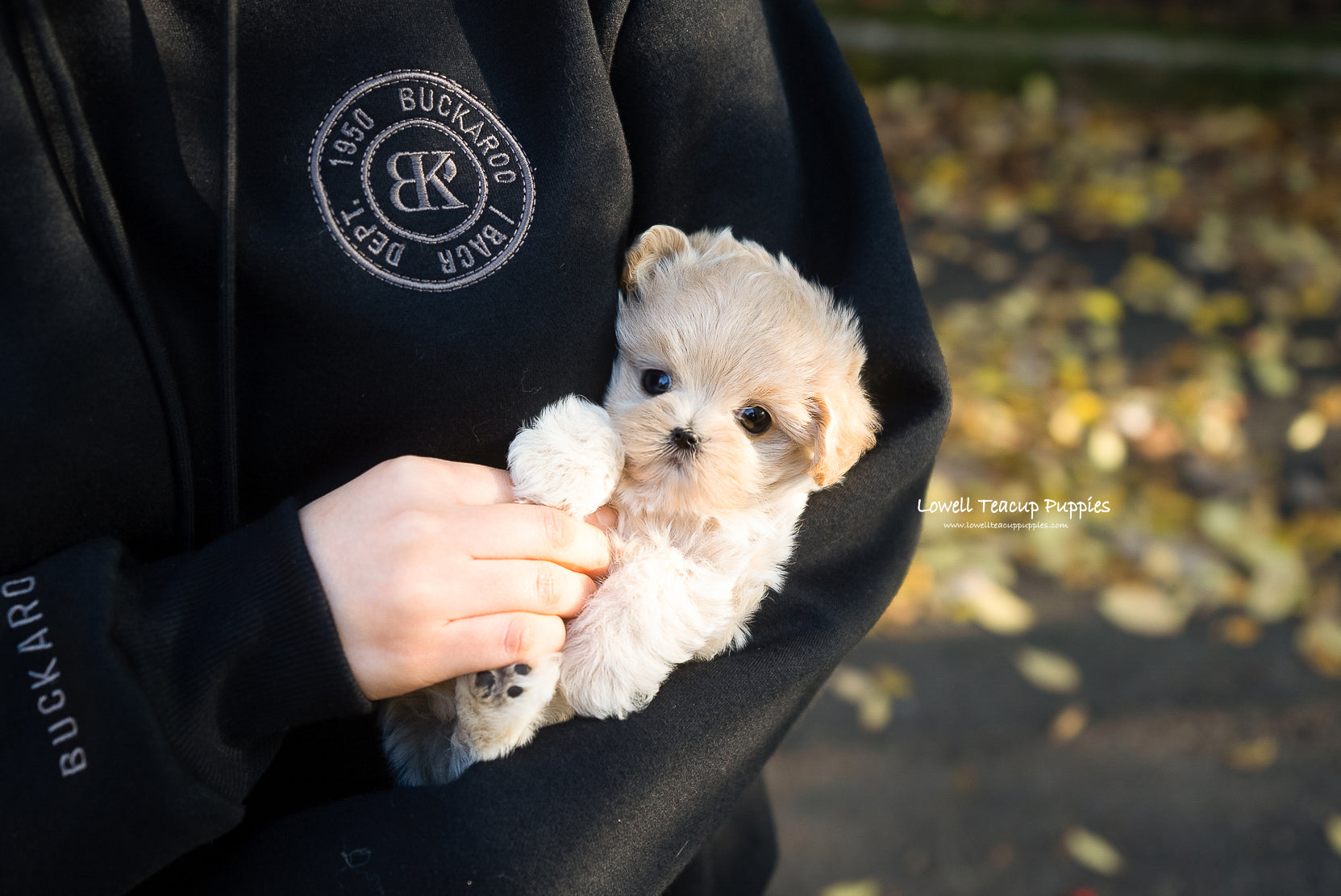 Teacup Maltipoo Female [Juliette] - Lowell Teacup Puppies inc