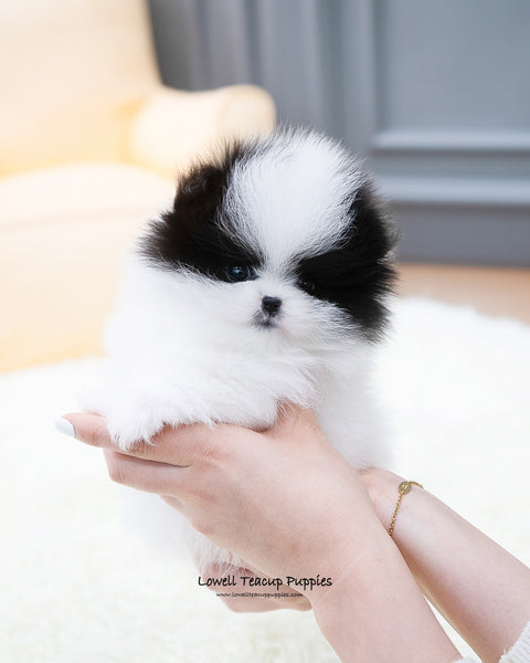 Teacup Pomeranian Female [Linda] - Lowell Teacup Puppies inc