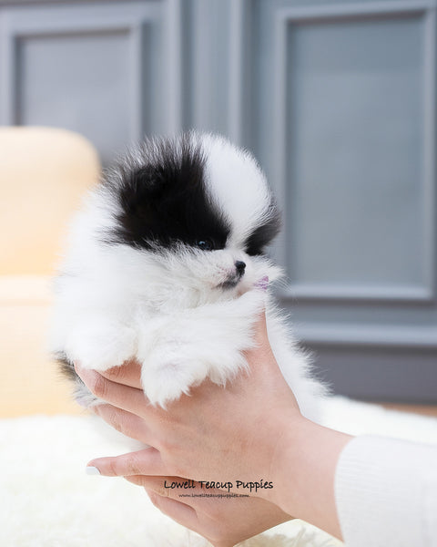 Teacup Pomeranian Female [Linda] - Lowell Teacup Puppies inc