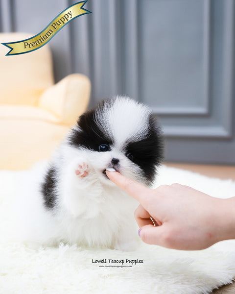 Teacup Pomeranian Female [Linda] - Lowell Teacup Puppies inc