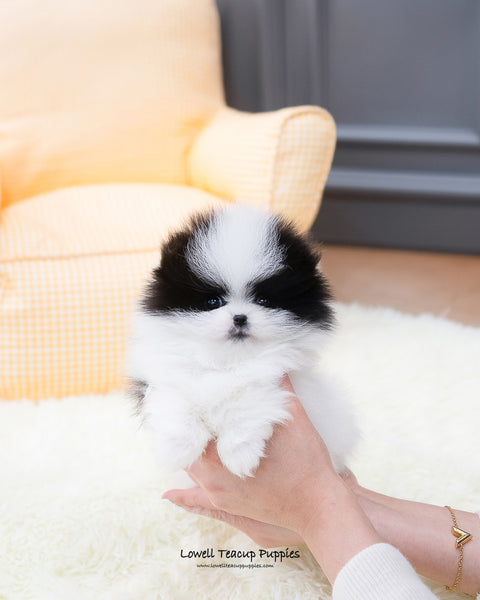 Teacup Pomeranian Female [Linda] - Lowell Teacup Puppies inc