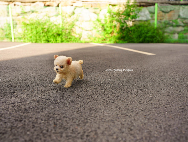 Teacup Poodle Female [Haribo] - Lowell Teacup Puppies inc