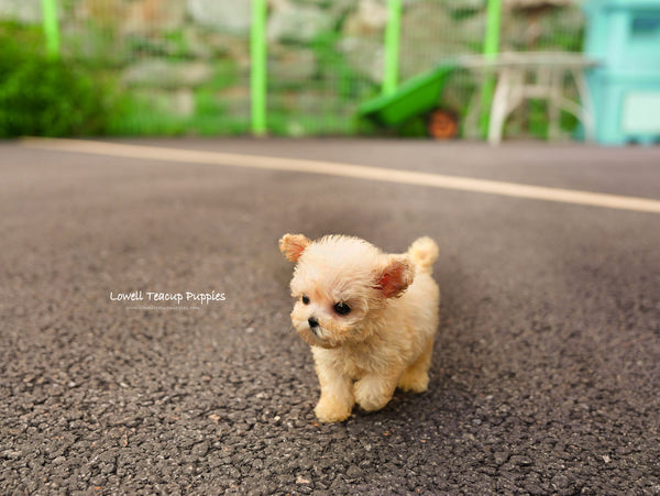 Teacup Poodle Female [Haribo] - Lowell Teacup Puppies inc