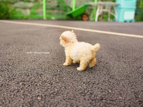 Teacup Poodle Female [Haribo] - Lowell Teacup Puppies inc