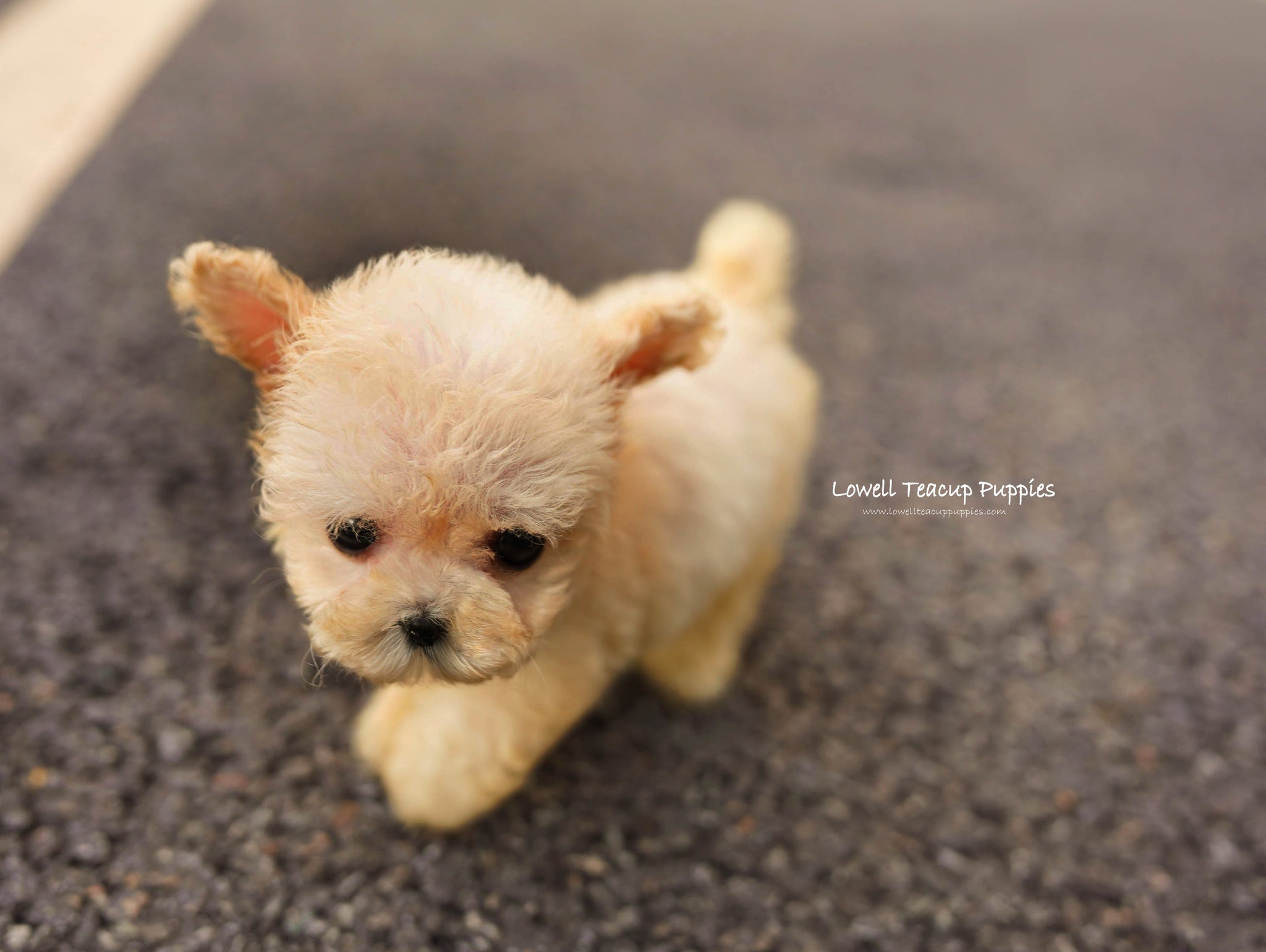 Teacup Poodle Female [Haribo] - Lowell Teacup Puppies inc