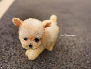 Teacup Poodle Female [Haribo] - Lowell Teacup Puppies inc