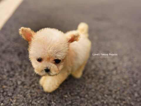 Teacup Poodle Female [Haribo] - Lowell Teacup Puppies inc