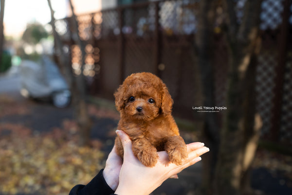 Teacup Red Poodle Female [Bianca] - Lowell Teacup Puppies inc