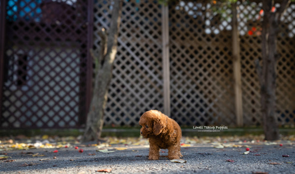 Teacup Red Poodle Female [Bianca] - Lowell Teacup Puppies inc