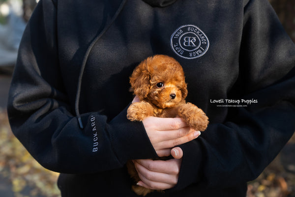 Teacup Red Poodle Female [Bianca] - Lowell Teacup Puppies inc