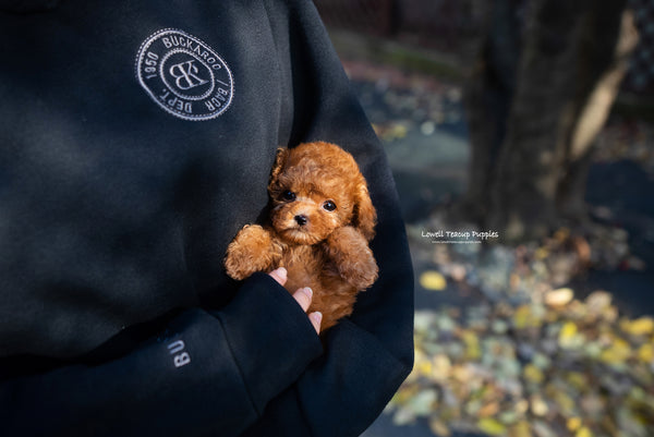 Teacup Red Poodle Female [Bianca] - Lowell Teacup Puppies inc
