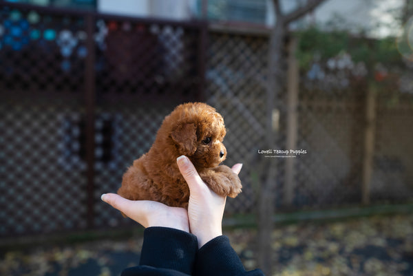 Teacup Red Poodle Female [Bianca] - Lowell Teacup Puppies inc