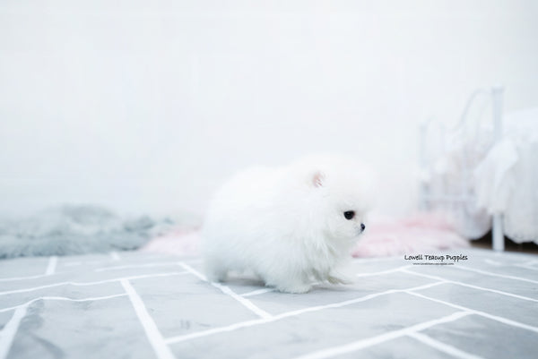 Teacup Pomeranian Female [Aurora] - Lowell Teacup Puppies inc