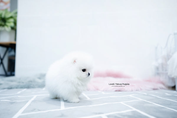 Teacup Pomeranian Female [Aurora] - Lowell Teacup Puppies inc