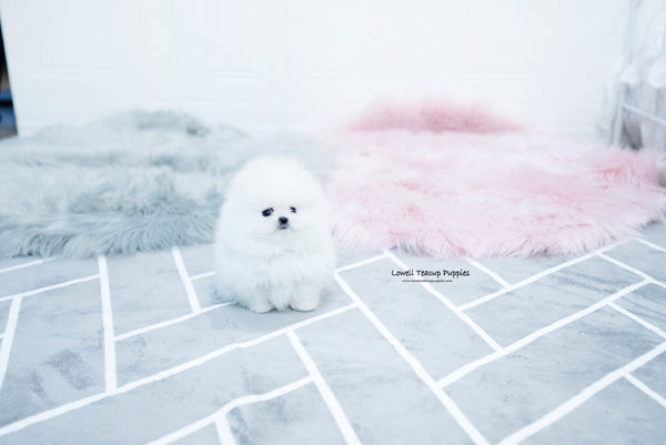 Teacup Pomeranian Female [Aurora] - Lowell Teacup Puppies inc