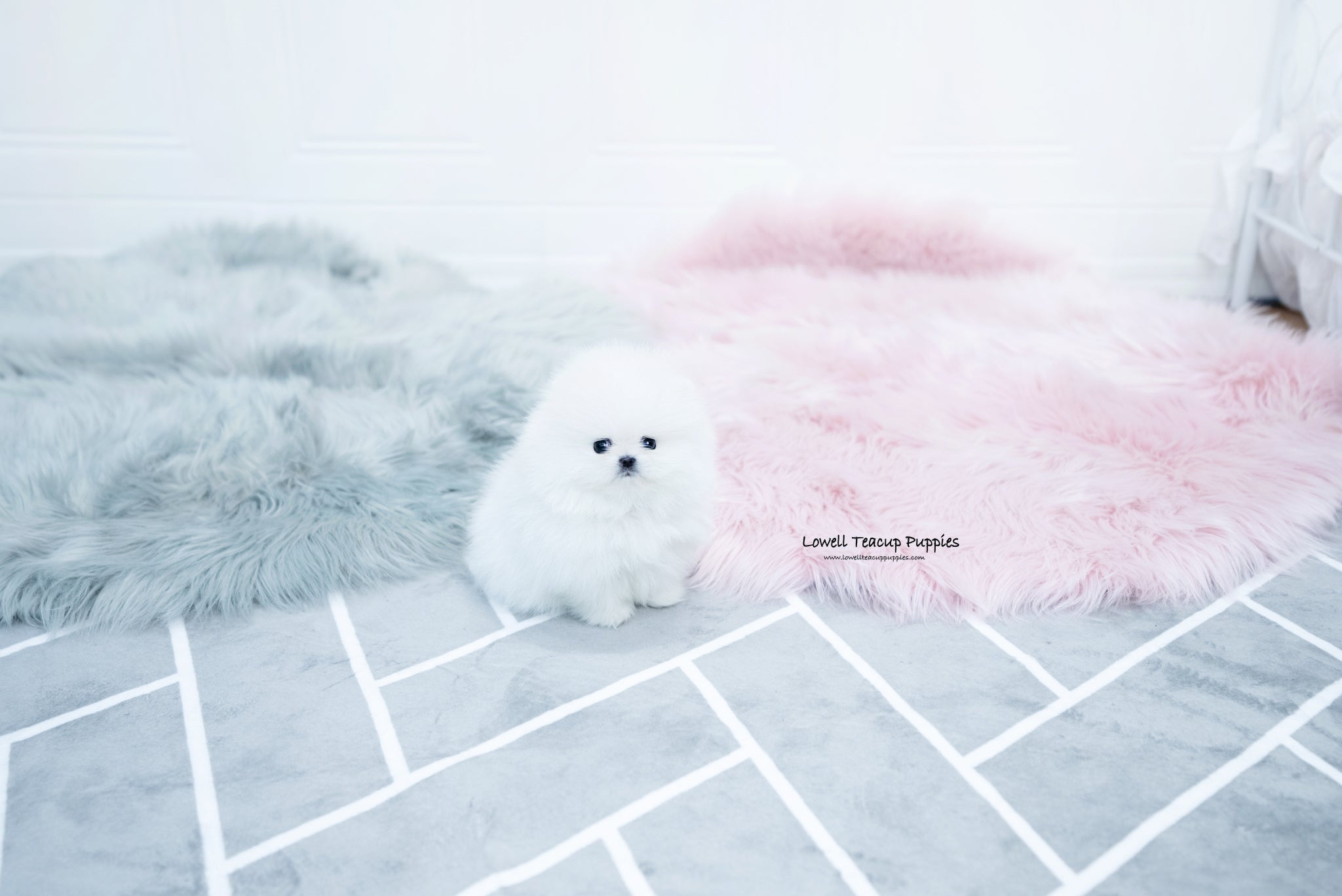 Teacup Pomeranian Female [Aurora] - Lowell Teacup Puppies inc