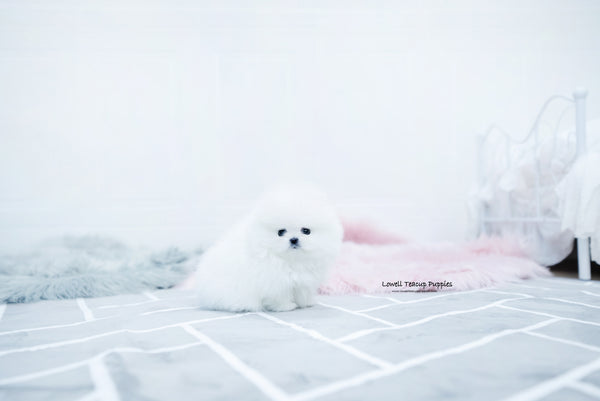 Teacup Pomeranian Female [Aurora] - Lowell Teacup Puppies inc