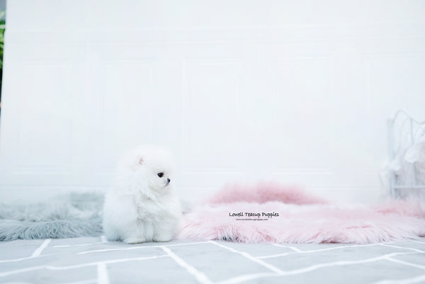 Teacup Pomeranian Female [Aurora] - Lowell Teacup Puppies inc