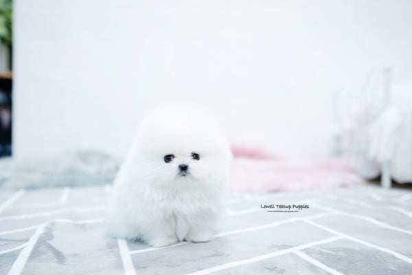 Teacup Pomeranian Female [Aurora] - Lowell Teacup Puppies inc